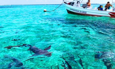 Snorkeling Hol Chan & Shark Ray Alley - Ambergris Divers